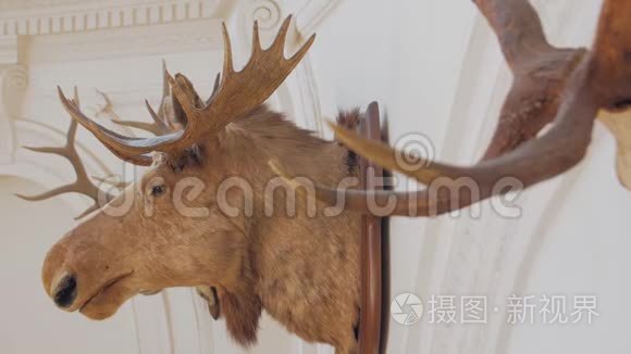 驼鹿头部萎缩症视频