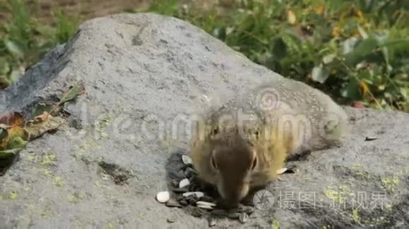 北极地松鼠在岩石上吃种子。 堪察加股票录像