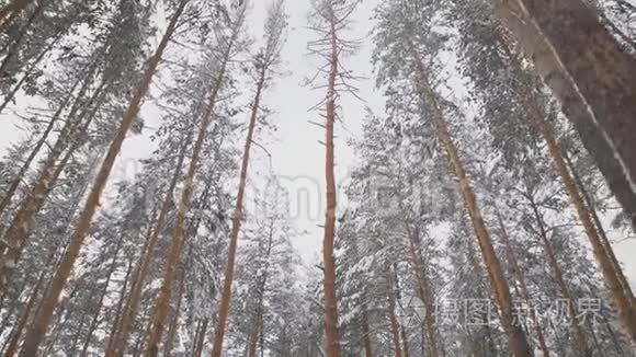 美丽的雪冬自然.