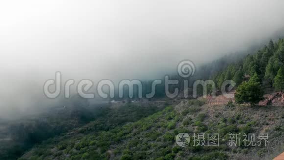 冷杉林迷雾景观视频