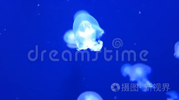 水族馆里五颜六色的水母视频