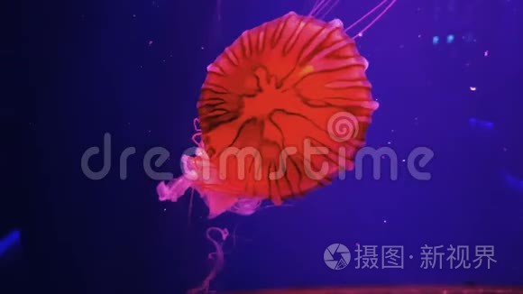 水族馆里五颜六色的水母视频