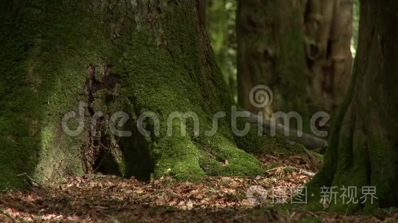 靠近一棵长满苔藓的树底视频