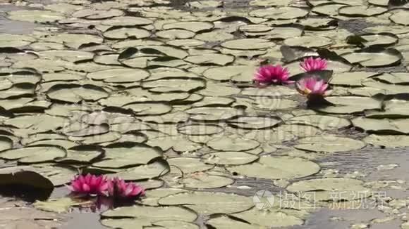 湖中的睡莲
