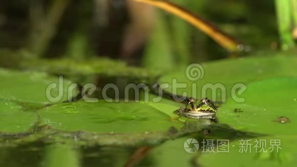 池塘里的绿色小青蛙视频