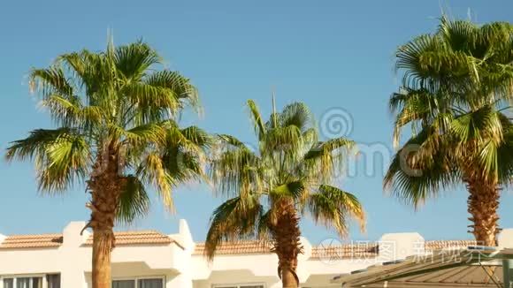 蓝天背景上的棕榈树