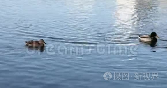 鸭子在湖上游泳视频