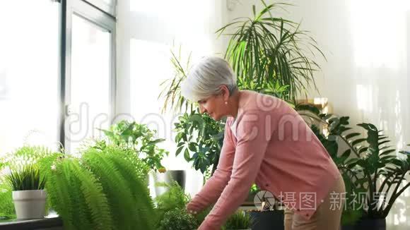 老年妇女在家照顾家中的植物视频