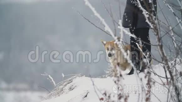 狗在雪地里奔跑