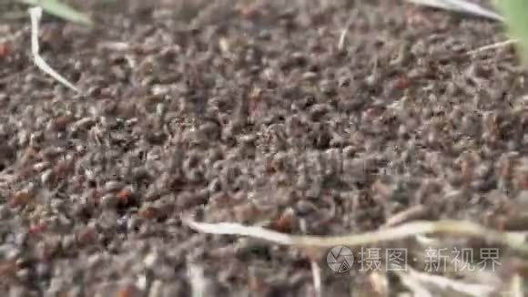 荒野平原上的蚂蚁群视频