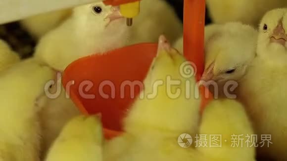 肉鸡新生鸡饮水碗饲养系统视频