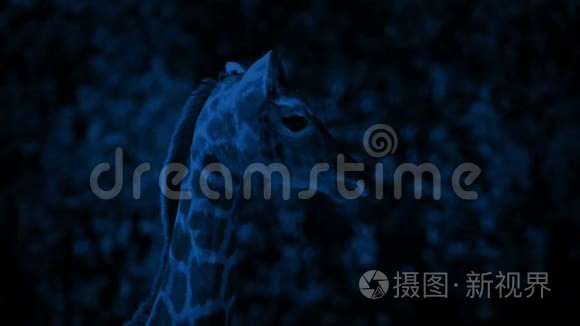 小长颈鹿在晚上视频