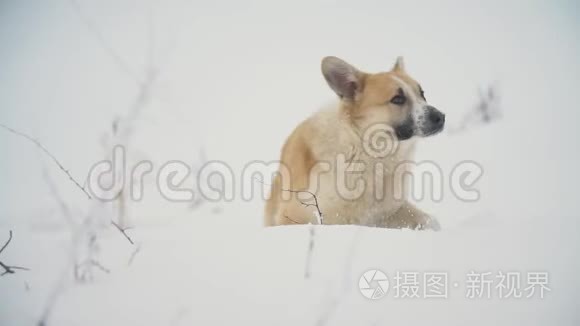 狗在雪地里奔跑