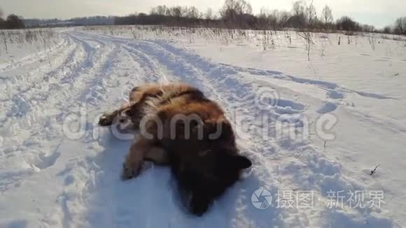 德国牧羊犬躺在雪地里视频