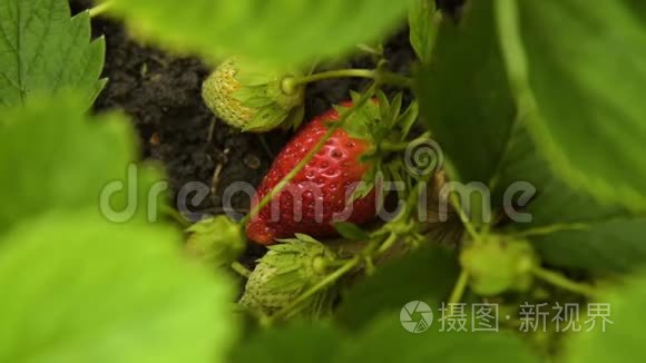 草莓植物与浆果视频