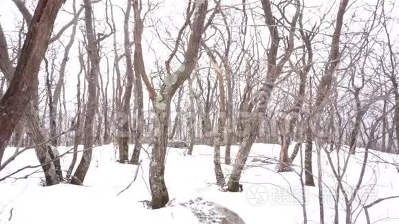 在卡茨基尔斯休眠的树木上下雪视频