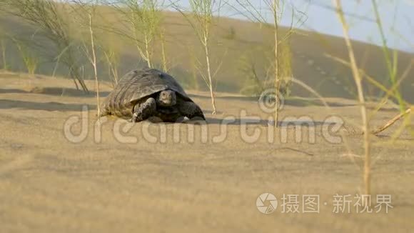海龟在沙漠里爬行视频