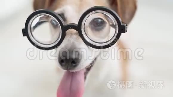 可爱的狗戴着眼镜。