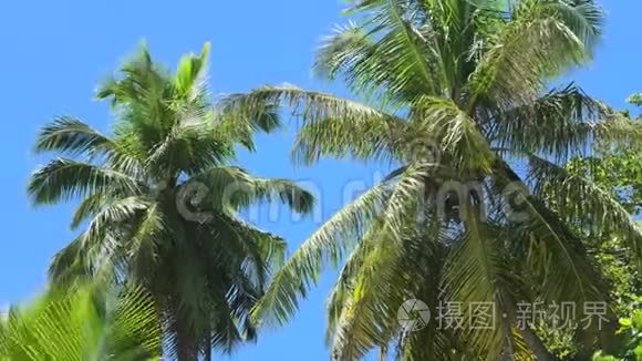 塞舌尔岛棕榈树