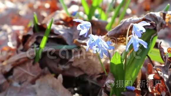 蓝色的樱花春花大自然宏观视频
