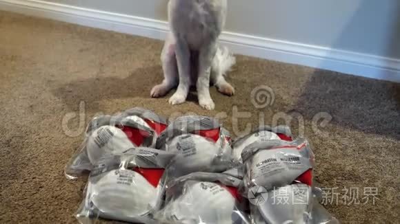 几包呼吸器n95面罩 上面有马耳他狗mov格式视频下载 正版视频编号02hwt2 摄图新视界视频库