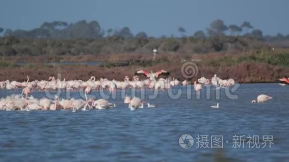 火烈鸟在湖上展翅飞翔视频