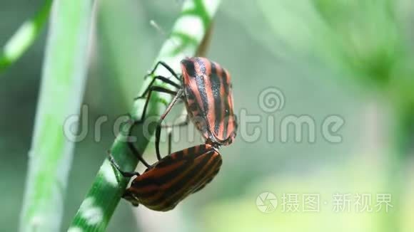 条纹甲虫在植物上交配。 宏观的。