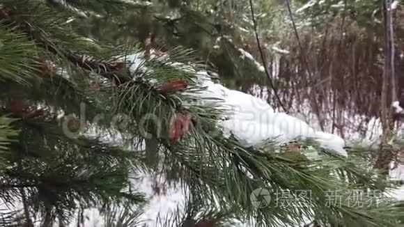 雪覆盖着杉枝.. 云杉树枝上融化的雪