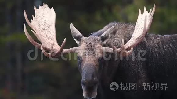 加拿大贾斯珀冬季驼鹿视频剪辑视频