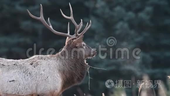 加拿大贾斯珀冬季麋鹿视频剪辑视频