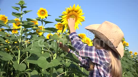 向日葵田的农民儿童在农业收获中玩耍的女孩夏季作物视频的预览图