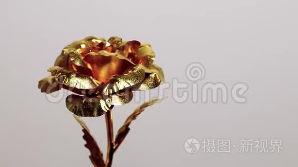 白色背景的金色金属装饰玫瑰视频