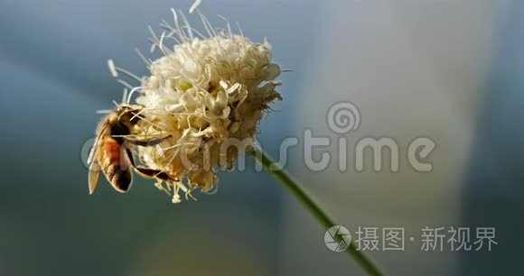 蜜蜂采花蜜和授粉视频