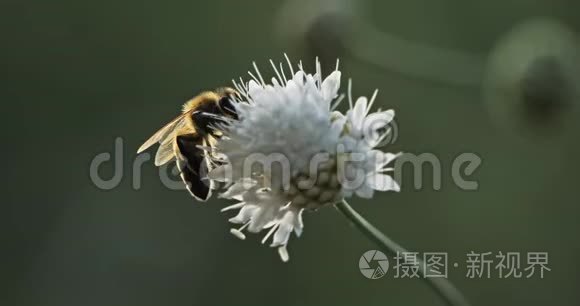 蜜蜂采花蜜和授粉视频