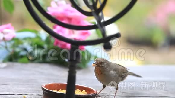 加州托菲在喂食视频