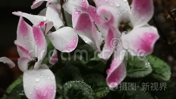 雨中的粉色和白色甜蜜素视频