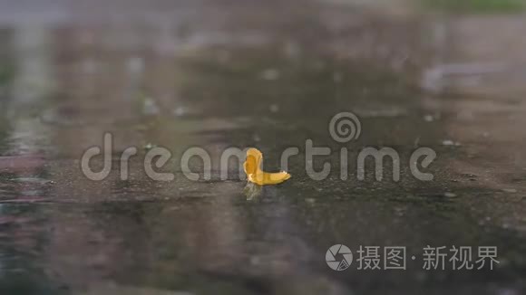 雨滴与树叶在地面上的运动。