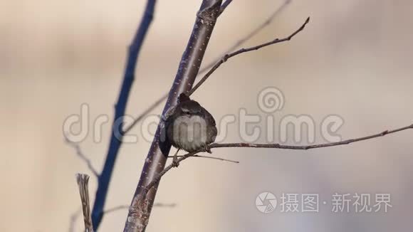 欧亚大陆鸣禽在其自然栖息地视频