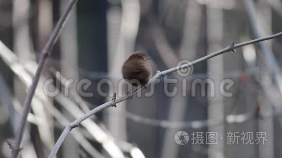 欧亚大陆鸣禽在其自然栖息地视频