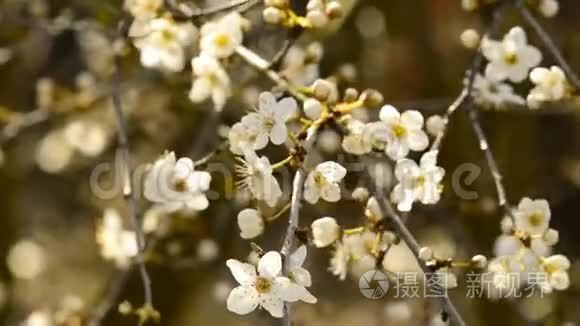 黑刺在春天开花视频