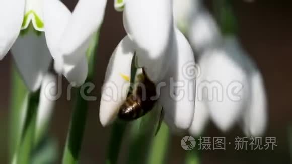 雪莲花蜜蜂蜜蜂视频