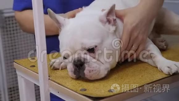 英国斗牛犬在兽医诊所接受检查。