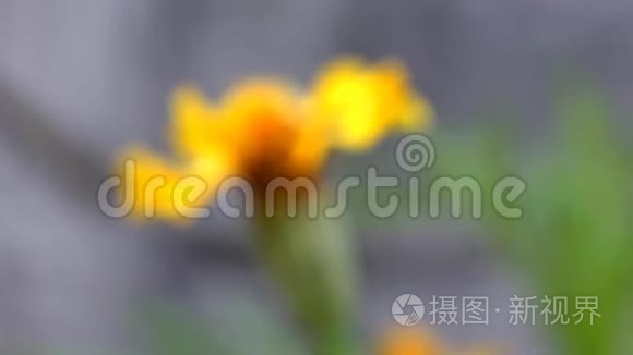 万寿菊花视频