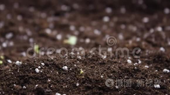 植物生长，春季时间推移，发芽