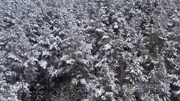 无人机在冬天飞过云杉和松树茂密的森林。 多云天气下美丽的冬季景观.. 树枝