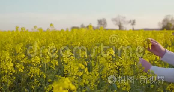 女农场主检查油菜田视频