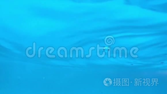 水下海洋环境空气泡慢运动视频