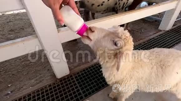 女人用瓶子里的牛奶喂小羊