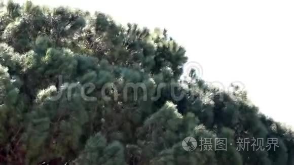 在大风下松树的树冠视频