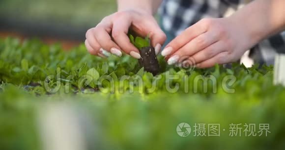 年轻女性植物学家检查盆栽植物视频